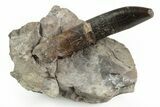 Rooted Sauropod Dinosaur (Diplodocus) Tooth in Situ - Colorado #218344-2